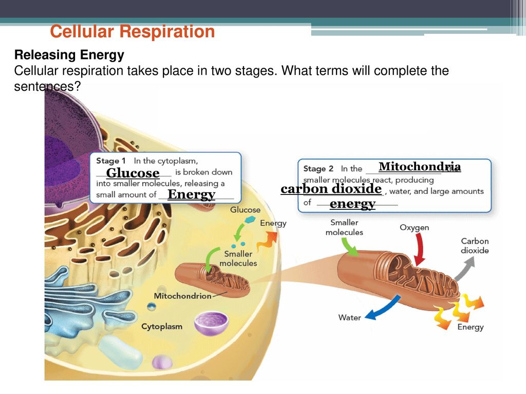 Cellular Respiration Chapter 2 Lesson 2 Page Ppt Download