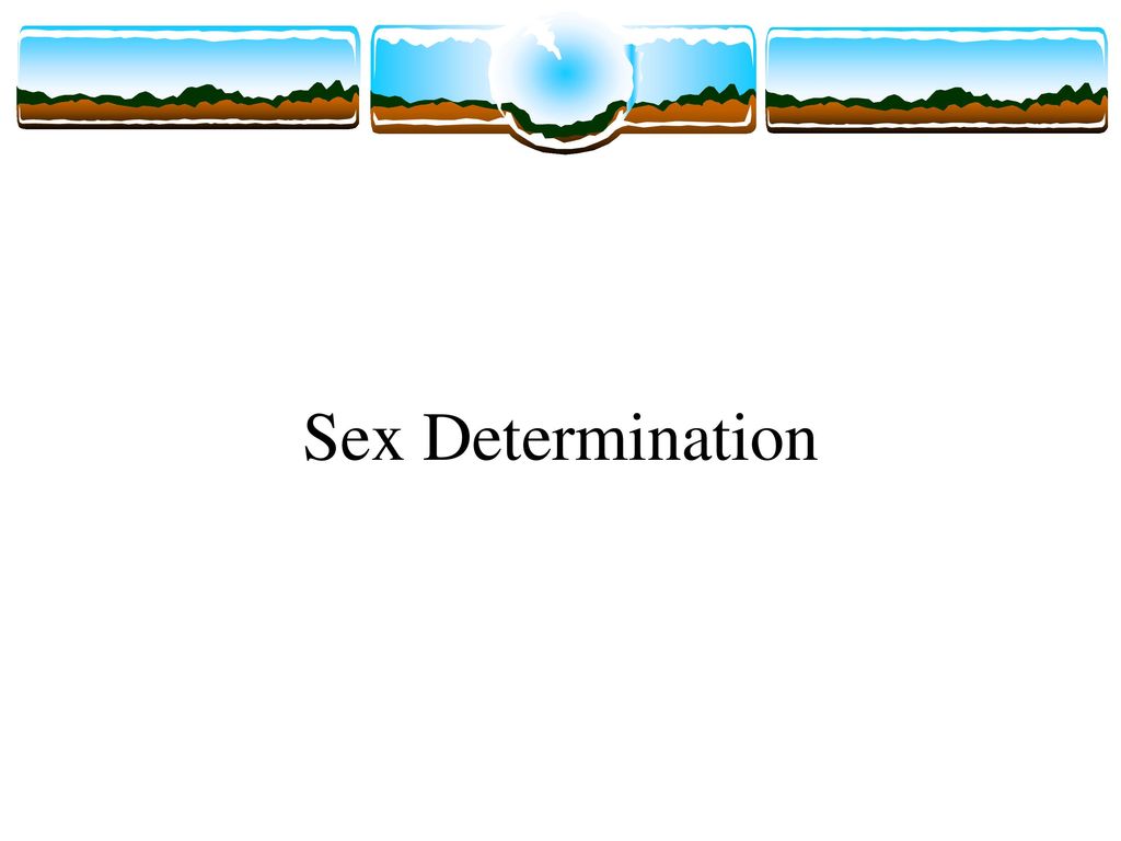 Sex Determination Ppt Download