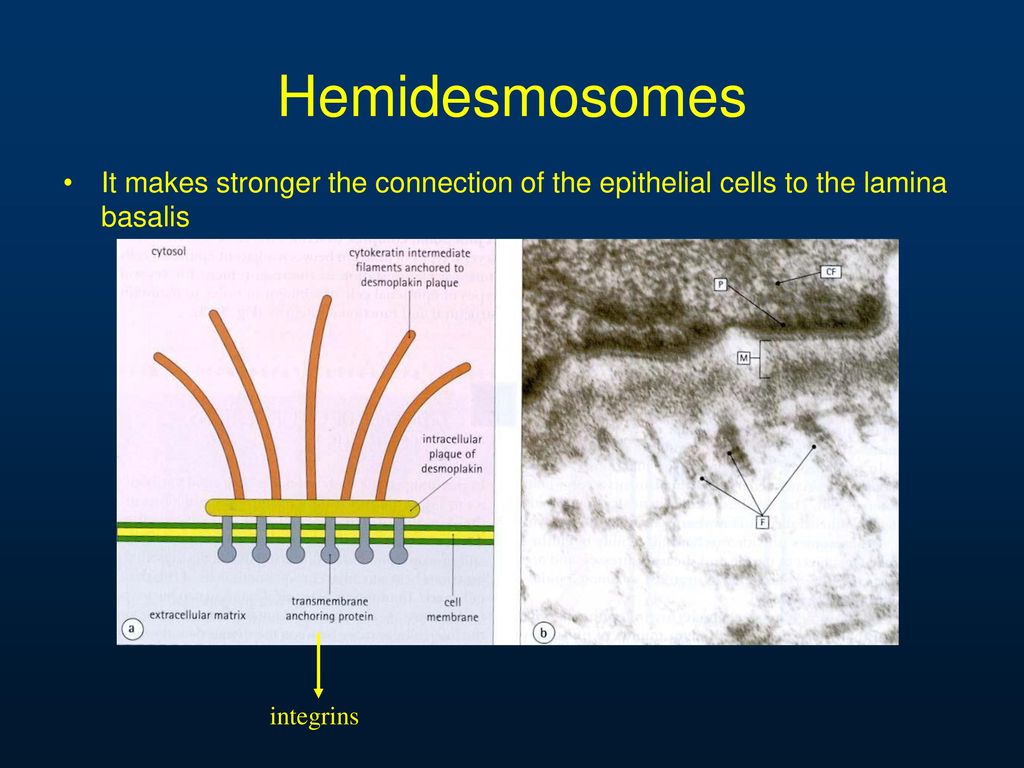 Cell adhesion, junctional structures, the epithelial cell - ppt video  online download