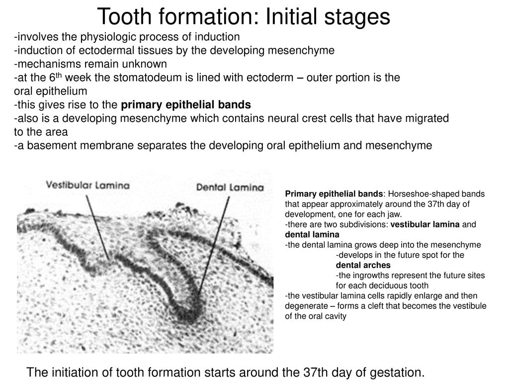 Tooth Development (Odontogenesis) - ppt download