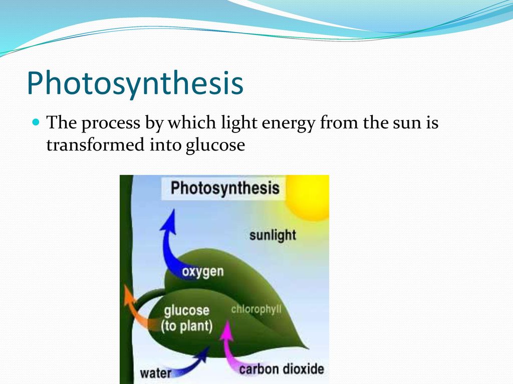 Photosynthesis The process by which light energy from the sun is transformed into glucose