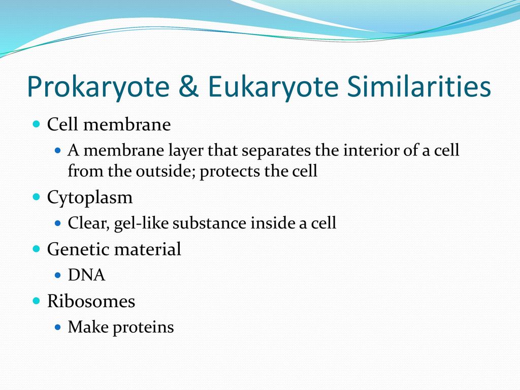Prokaryote & Eukaryote Similarities