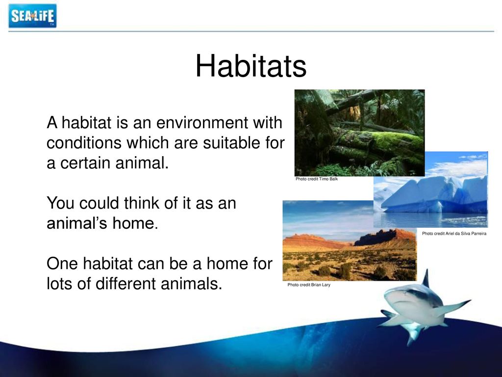 Habitat help. What is Habitat. Habitat перевод. Habitat is Home. Examples of Habitats.