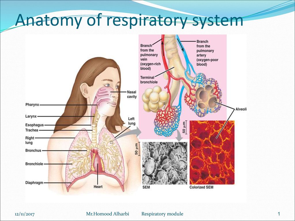 Anatomy of respiratory system - ppt download