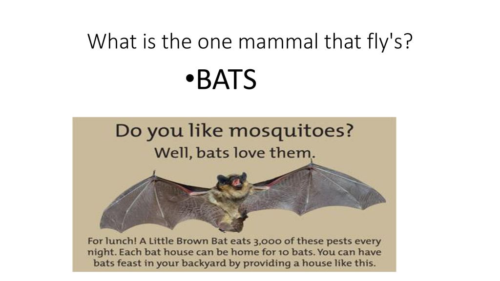 Mammal Study Merit Badge Ppt Video Online Download