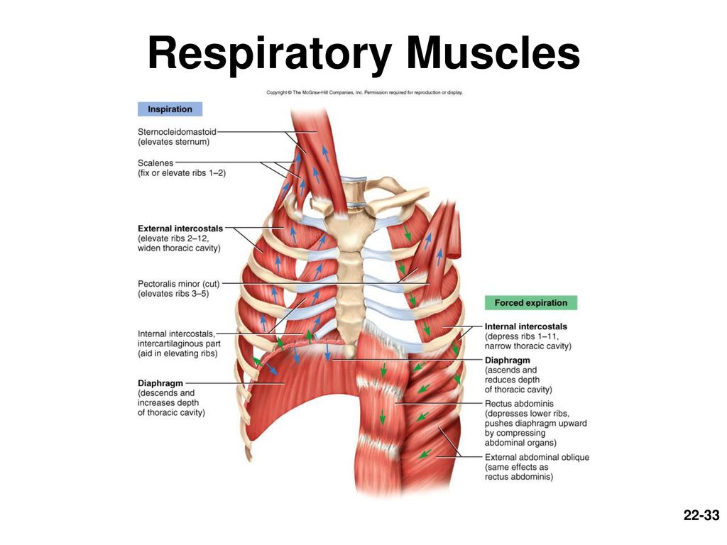 Respiratory muscles diagram