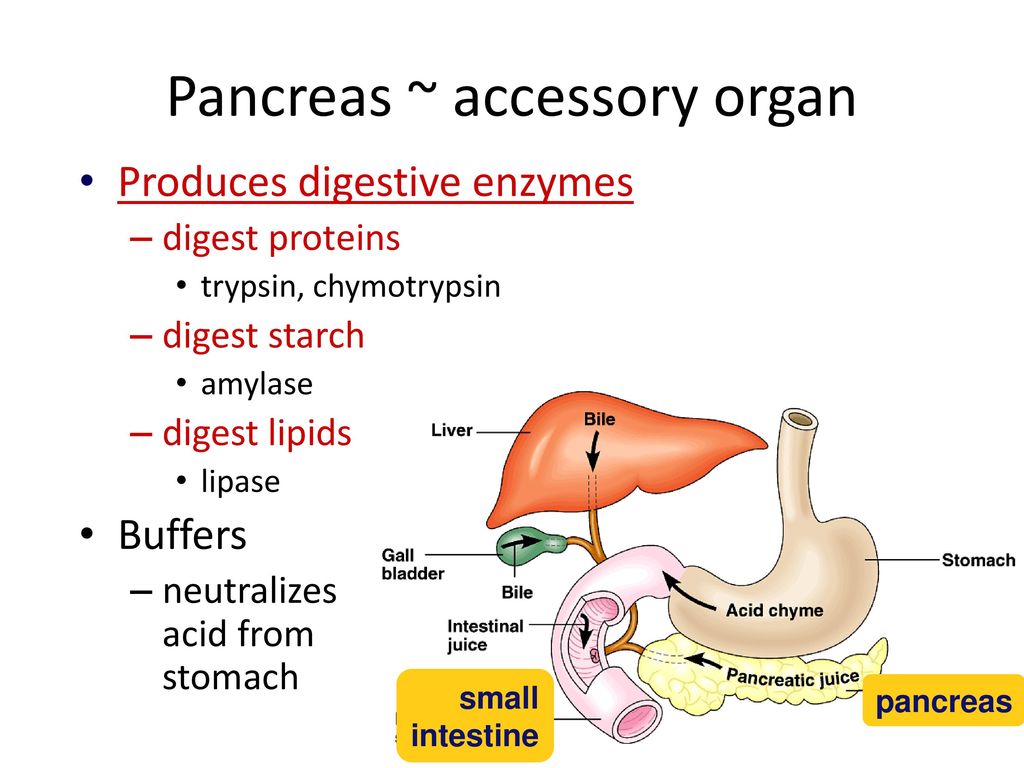 Pancreas ~ accessory organ