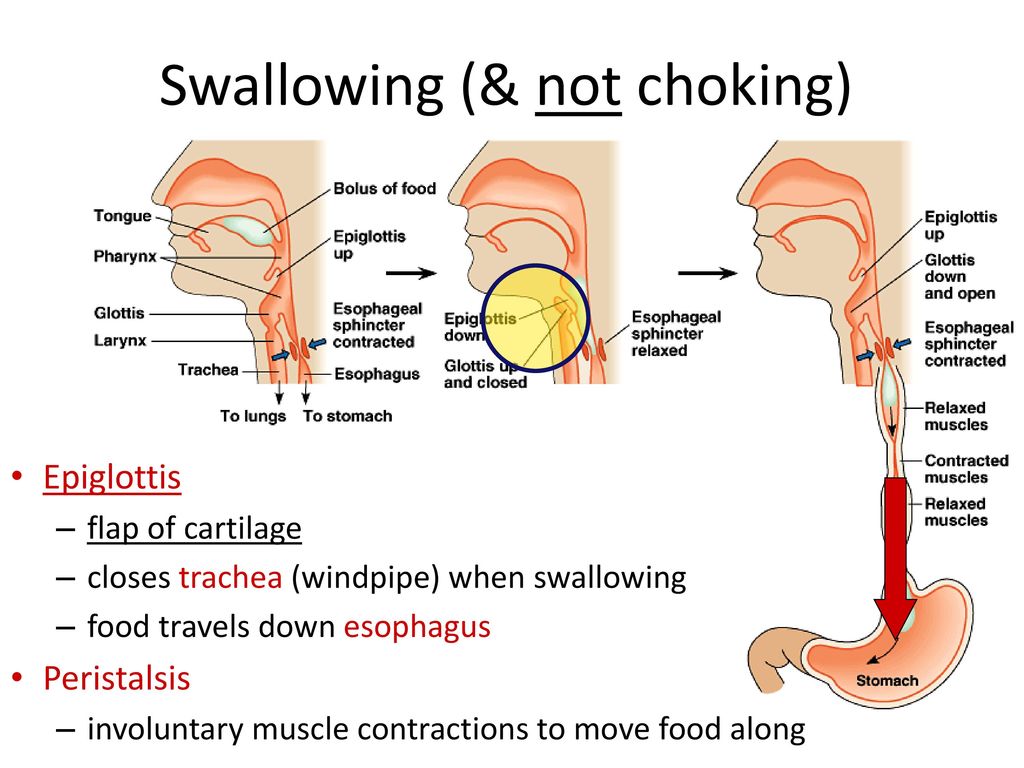 Swallowing (& not choking)