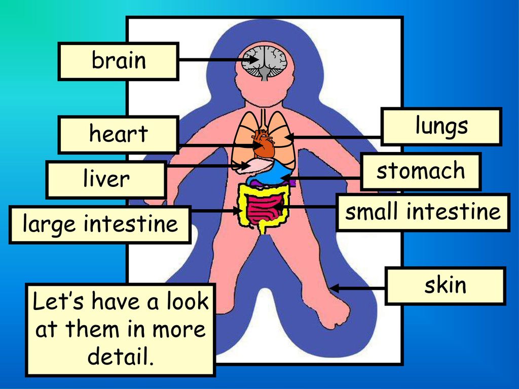 Inside My Body. - ppt download