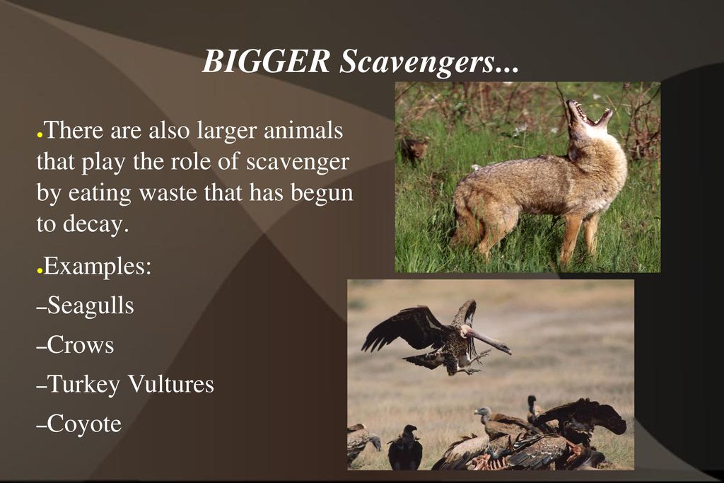 Scavengers and Decomposers - ppt video online download