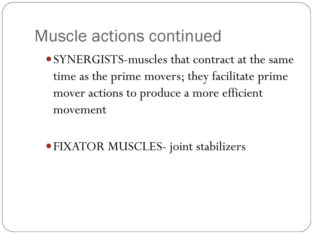Muscle Anatomy Chapter Ppt Download muscle-anatomy-chapter-ppt-download