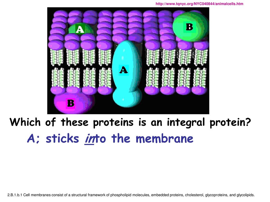 AP BIO Review Cells Structure/Function Membranes, & Signaling - ppt ...