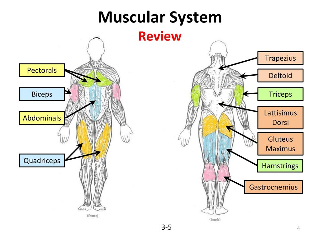 Muscular Strength Muscular Endurance - ppt download