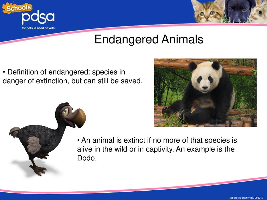 What do all of these animals - ppt download