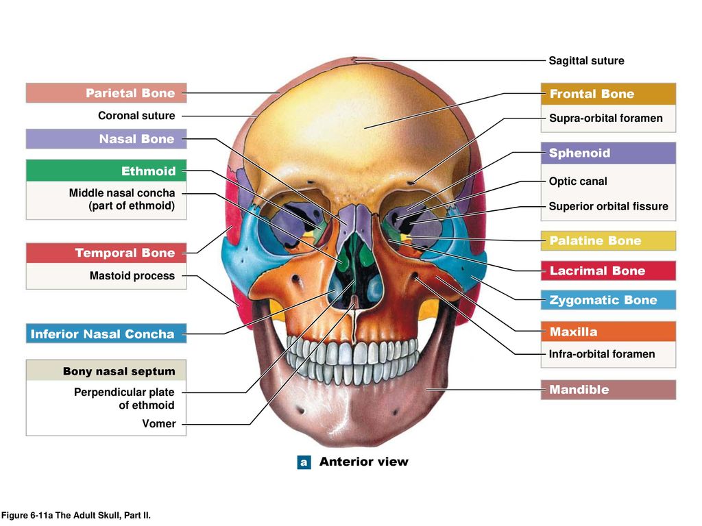 Строение глазницы кости. Череп анатомия. Строение черепа. Строение глазницы черепа. Строение черепа человека анатомия.