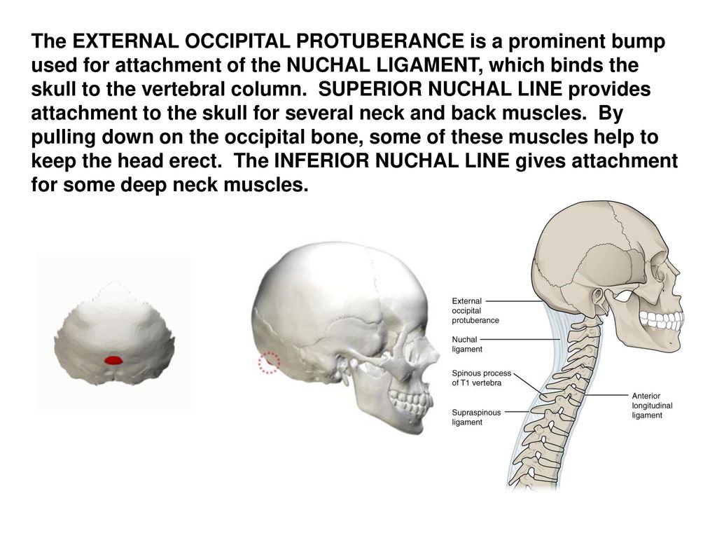 Anatomy and physiology ppt video online download