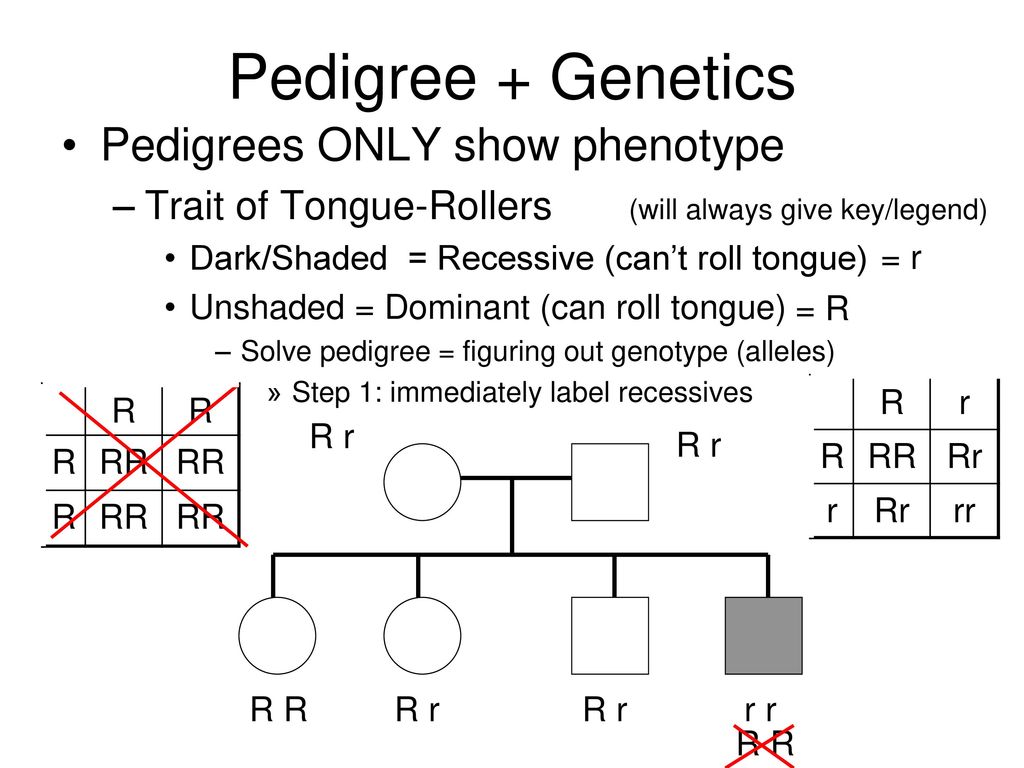 Pedigree Chart Key