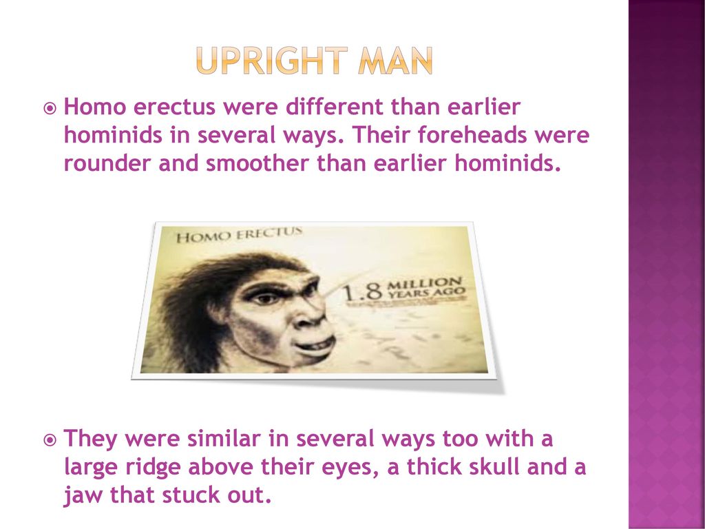 Upright man Homo erectus were different than earlier hominids in several ways. Their foreheads were rounder and smoother than earlier hominids.