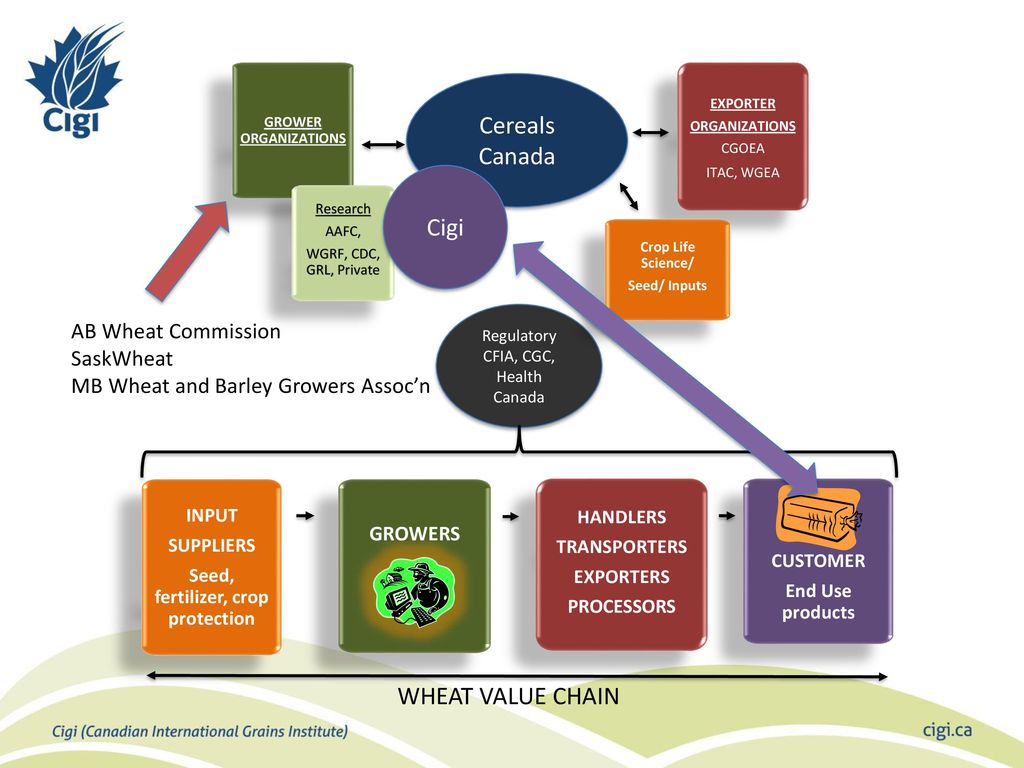 Cigi Wheat Quality Research ppt download