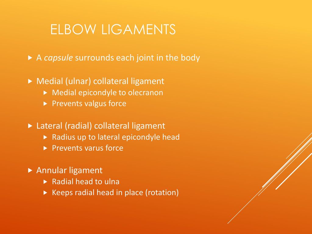 Elbow Ligaments A capsule surrounds each joint in the body