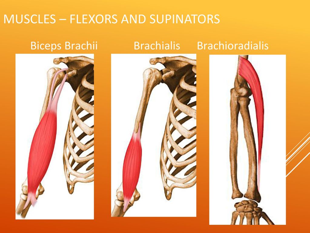 Muscles – Flexors and Supinators