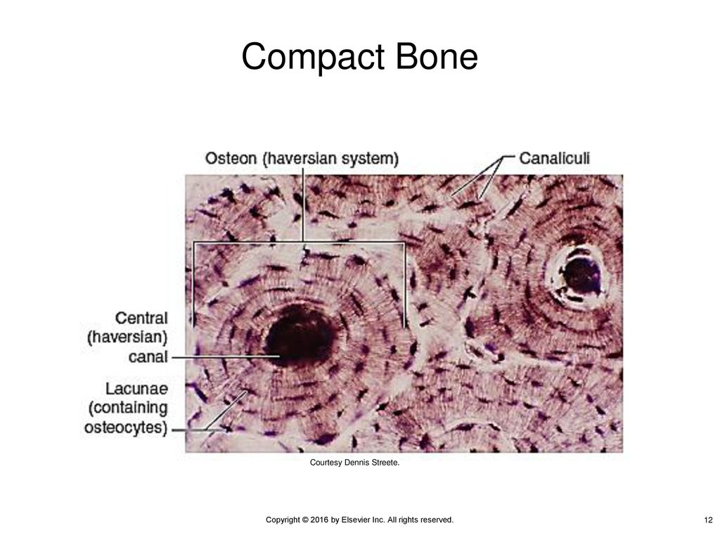 Photomicrograph Of Compact Bone Labeled