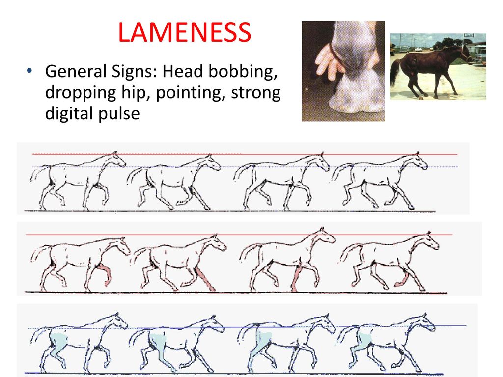 Equine Lameness Ppt Download