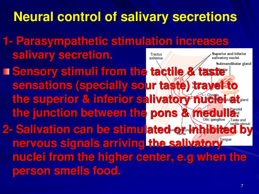 Neural control of salivary secretions
