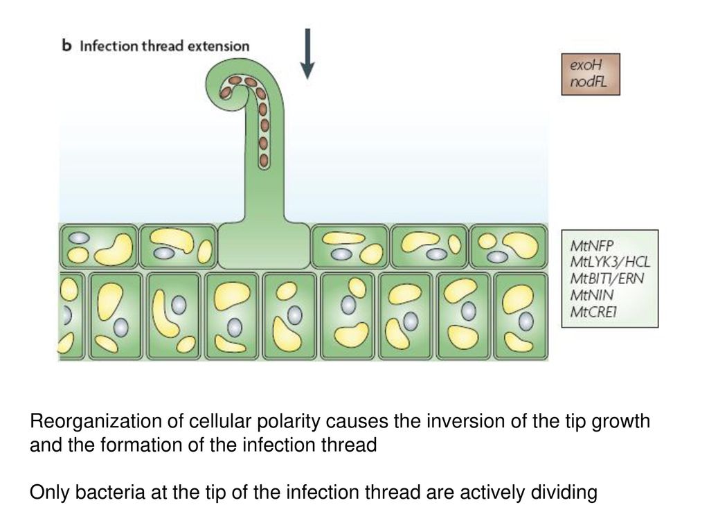 Reorganization of cellular polarity causes the inversion of the tip growth and the formation of the infection thread