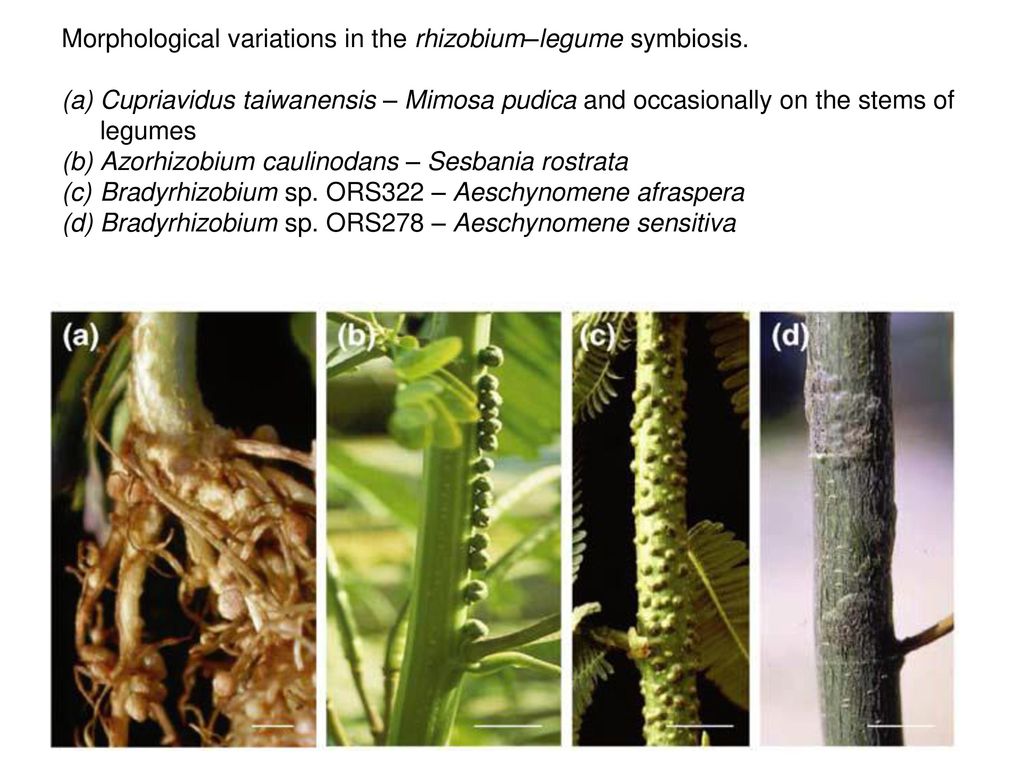 Morphological variations in the rhizobium–legume symbiosis.