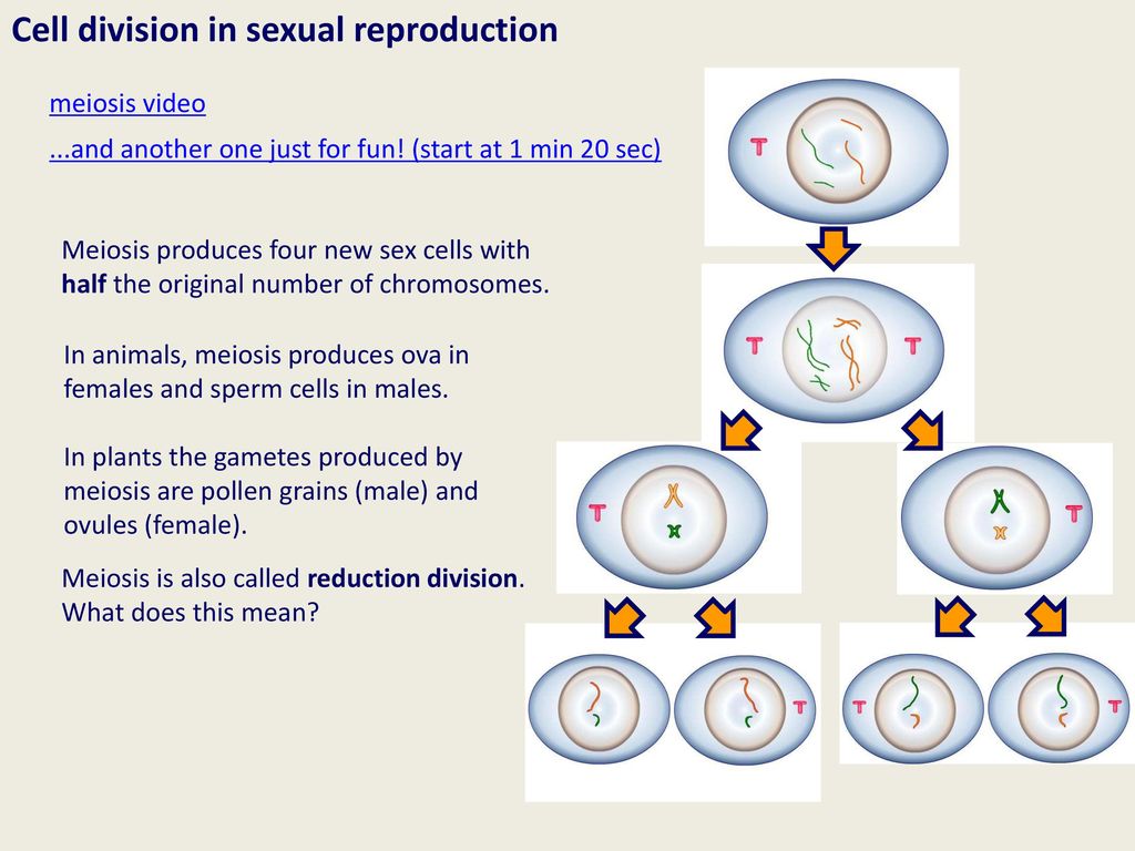 What Is Sexual And Asexual Reproduction