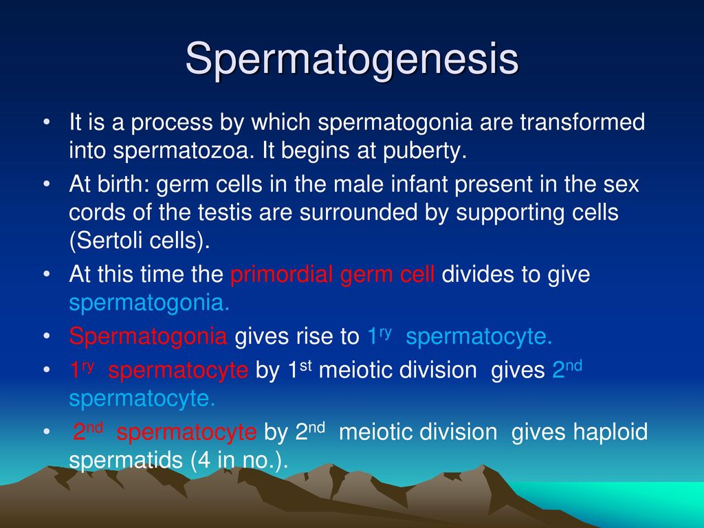 Spermatogenesis Definition It Is The Different Steps By Which Spermatogonia Are Transformed Into Spermatozoa In The Testis It Begins At Puberty Ppt Download