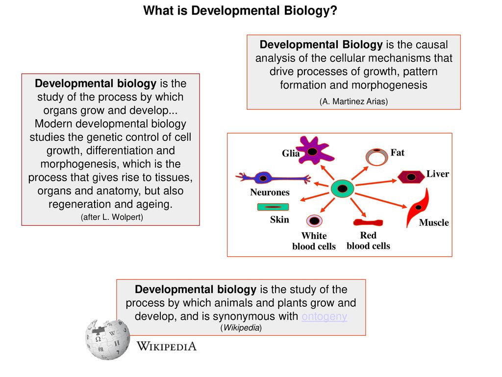 What is Developmental Biology.