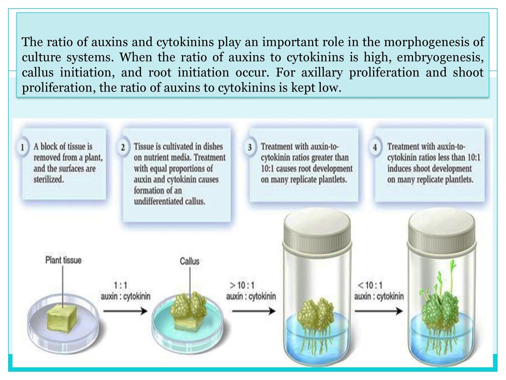 Установите последовательность этапов выращивания растения. In vitro растения Каллус. Культура клеток растений Каллус. Каллусные клетки. Каллус это в биотехнологии.
