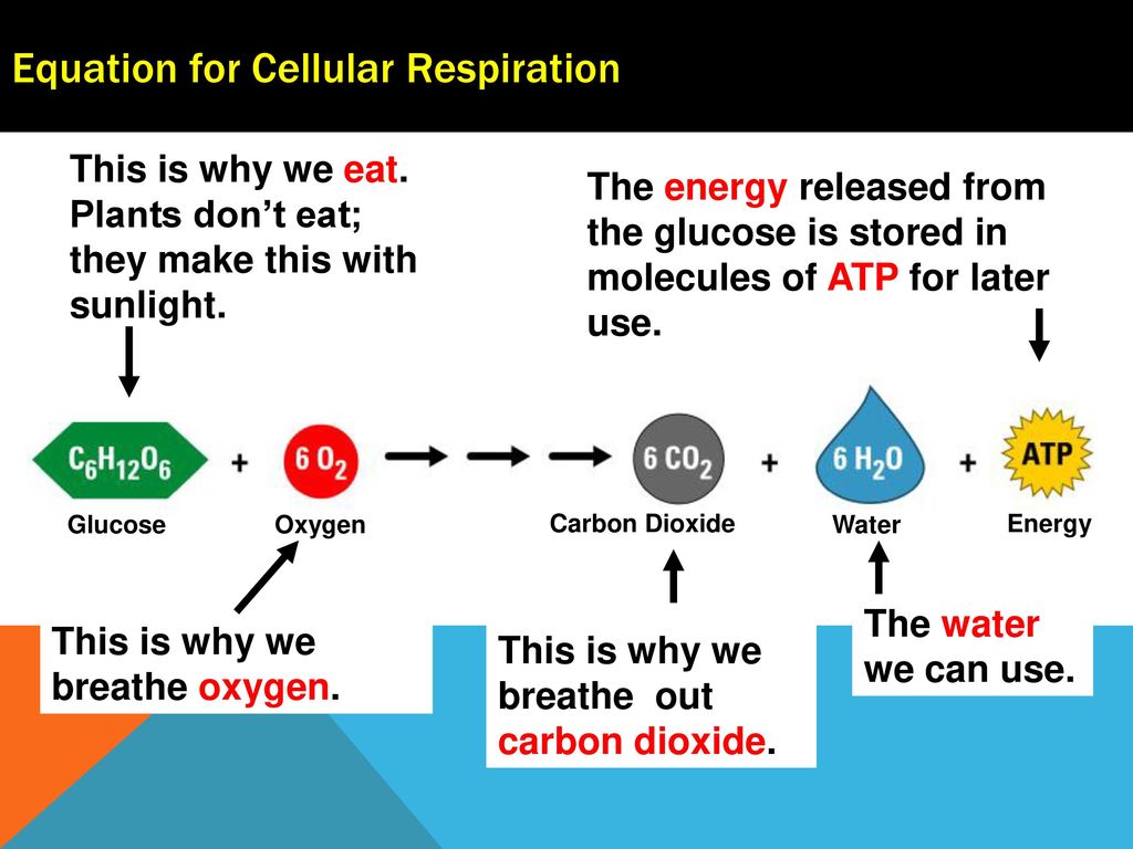 What Is Cellular Respiration Ppt Download