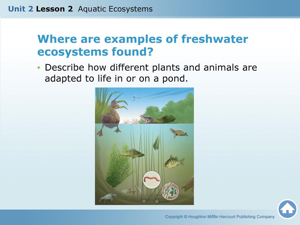 Unit 2 Lesson 2 Aquatic Ecosystems - ppt download