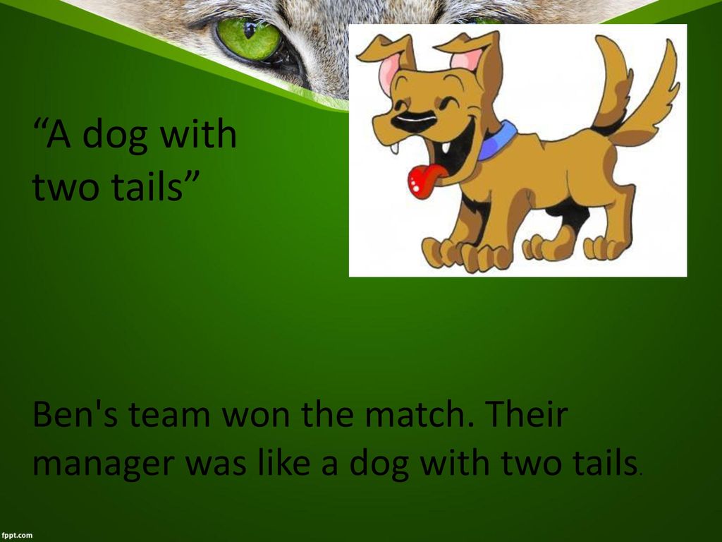 Idioms With Animals Explaining Situation Ppt Download