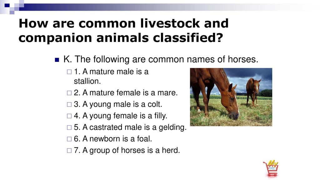 Animal Classifications - ppt download Animal Classifications - ppt download