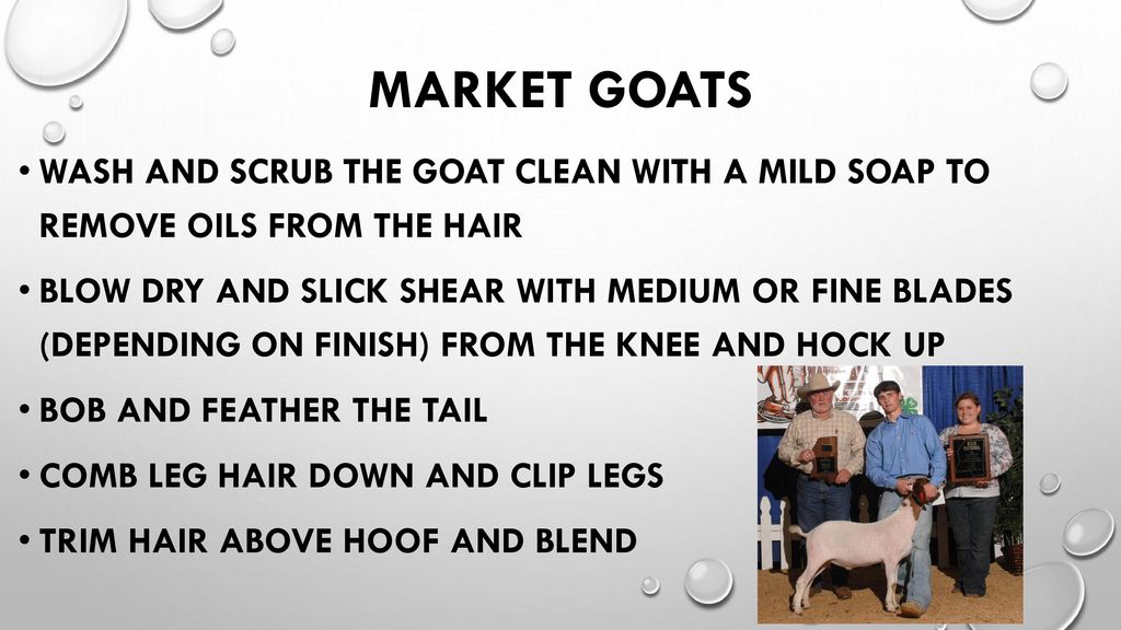 MARKET GOATS Wash and scrub the goat clean with a mild soap to remove oils from the hair.