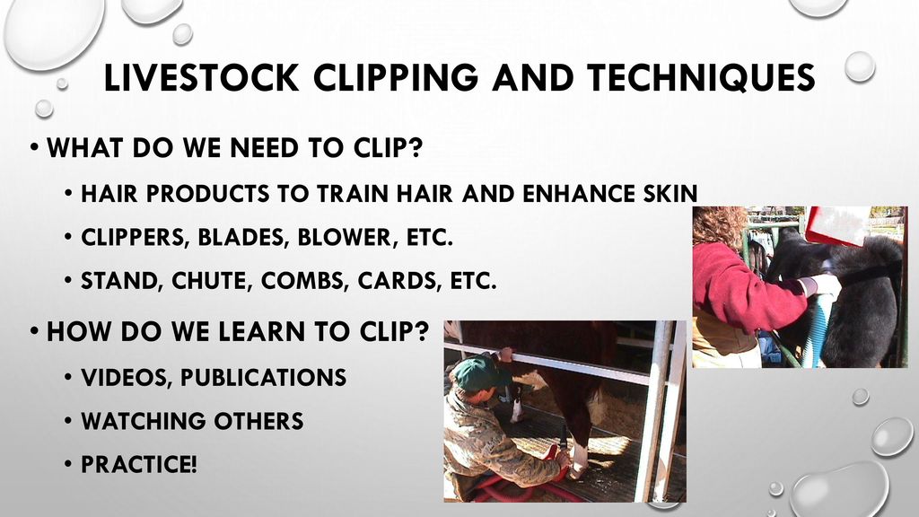 LIVESTOCK CLIPPING AND TECHNIQUES