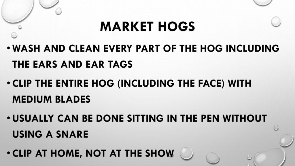MARKET HOGS Wash and clean every part of the hog including the ears and ear tags. Clip the entire hog (including the face) with medium blades.