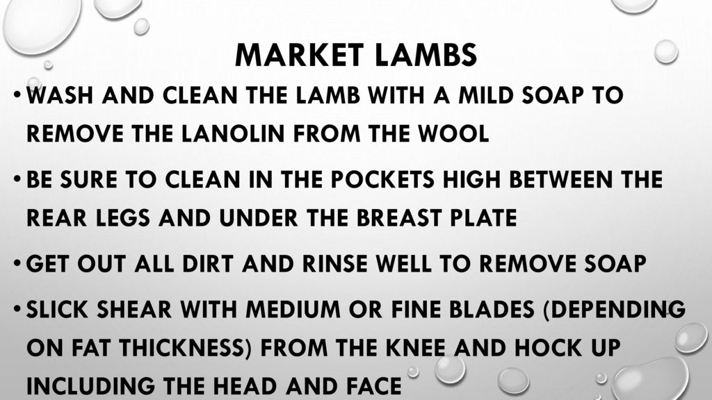 MARKET LAMBS Wash and clean the lamb with a mild soap to remove the lanolin from the wool.