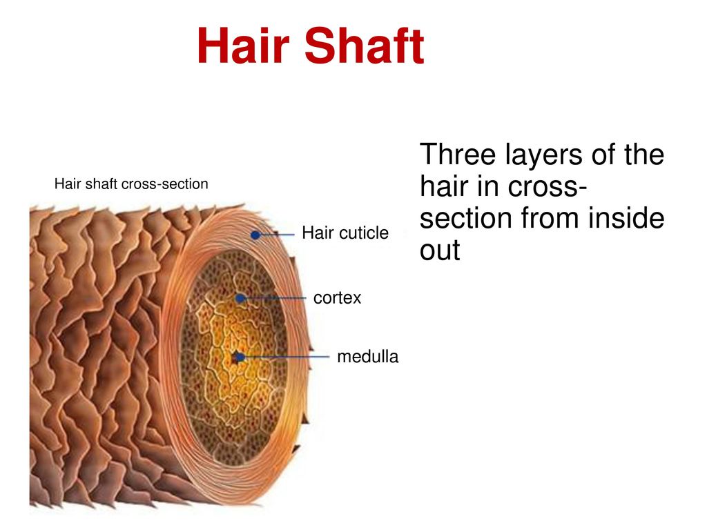Hair Shaft Three layers of the hair in cross-section from inside out.