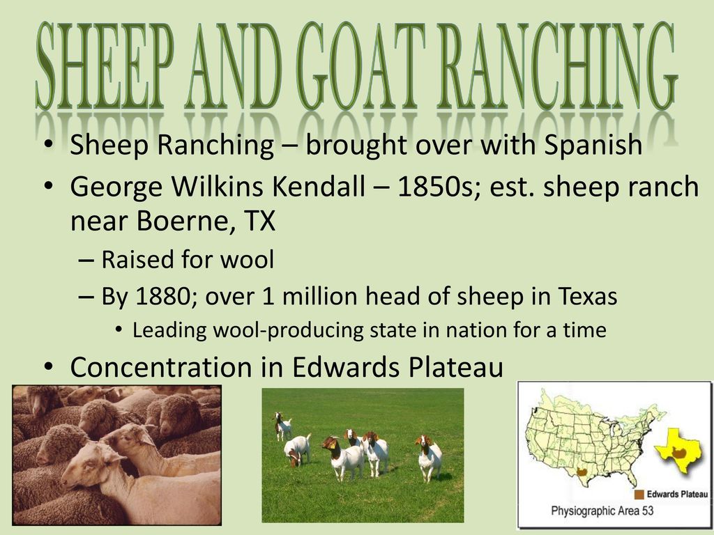 Sheep and goat ranching