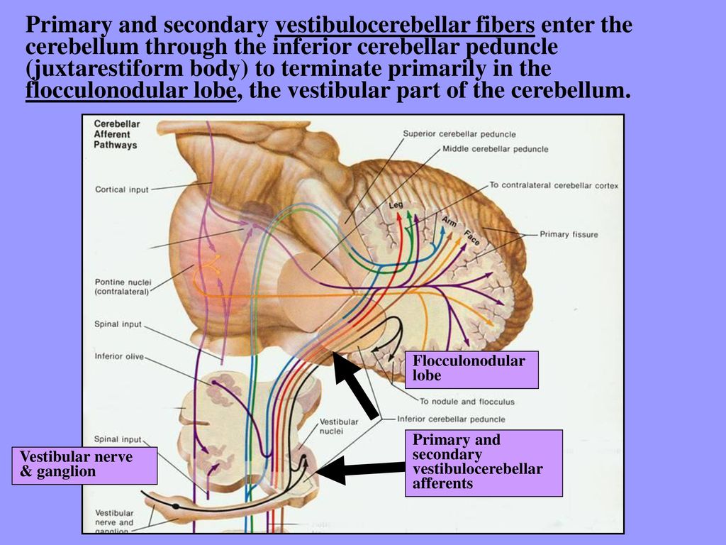 Vestibular System Dr. G.R. Leichnetz. - ppt download