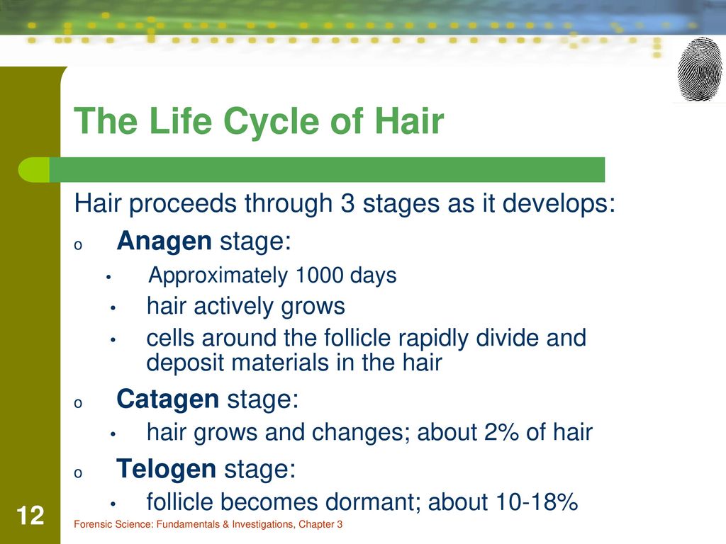 The Life Cycle of Hair Hair proceeds through 3 stages as it develops: