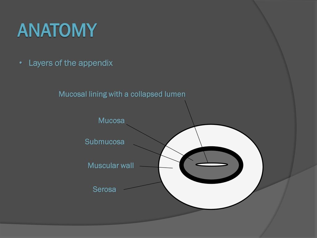 ANATOMY Layers of the appendix Mucosal lining with a collapsed lumen