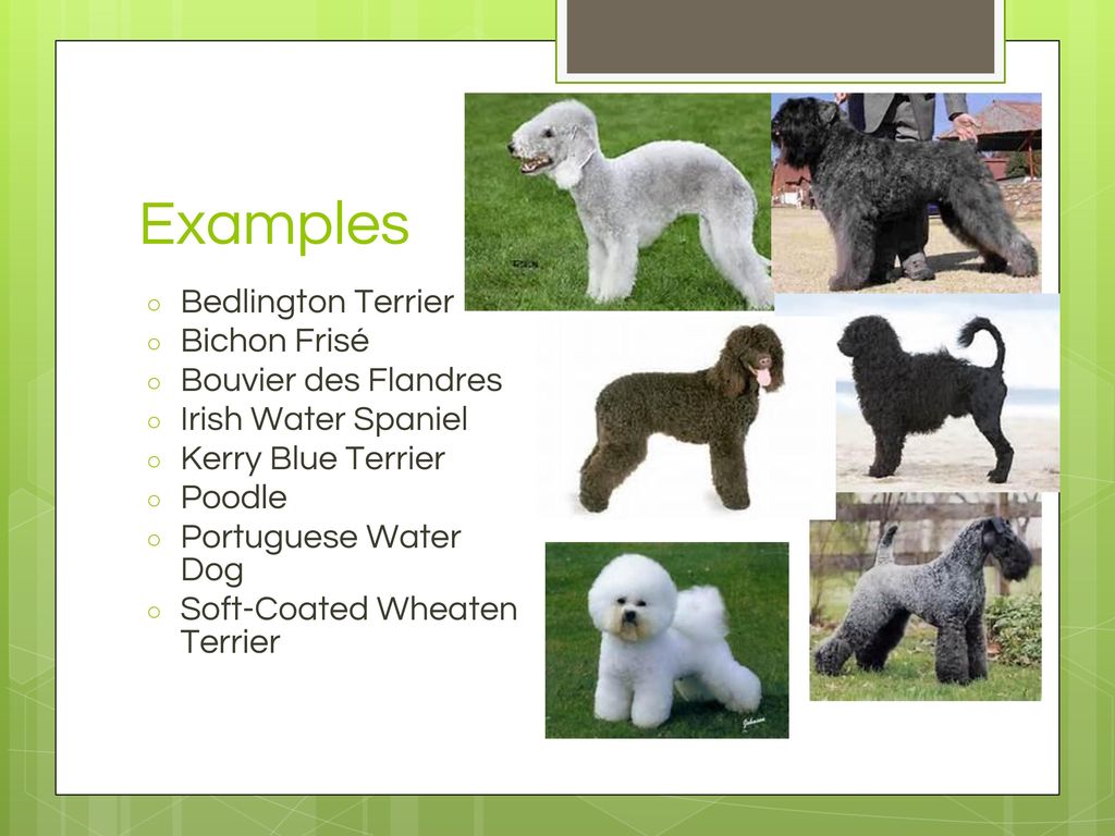 Coat Characteristics Of Dogs Ppt Download