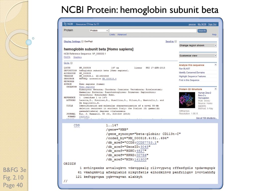 NCBI Protein: hemoglobin subunit beta