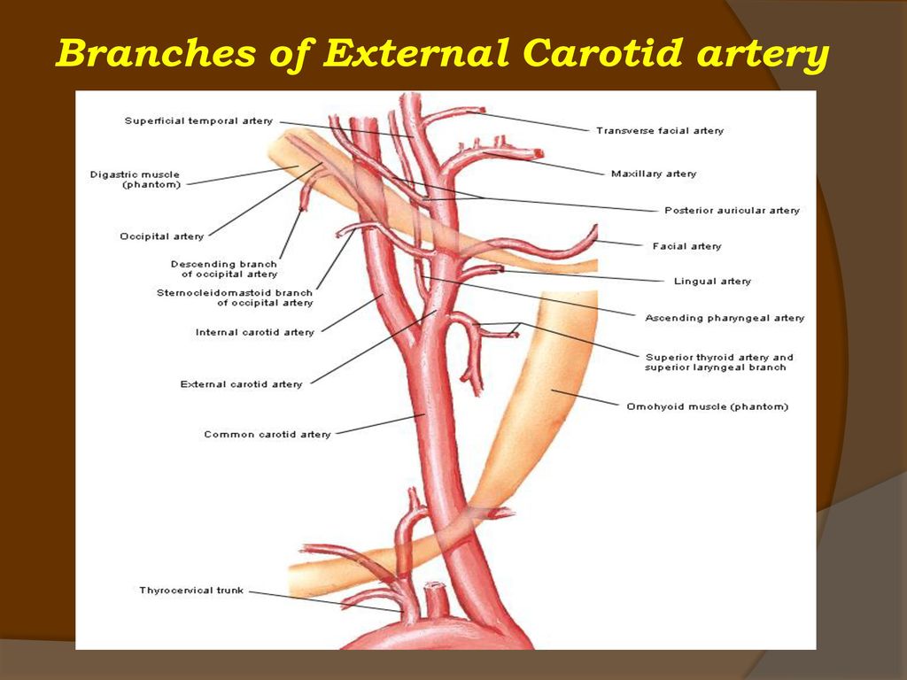 Статья артерия жизни по дну чего. Сонные артерии анатомия схема сонных артерий. Передние ветви наружной сонной артерии схема. Строение наружной сонной артерии. Ветви внутренней сонной артерии схема.